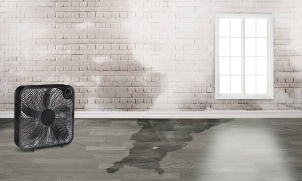 Best 24/7 water damage repair  in Island Lake, IL